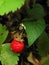 Wild strawberry fruit grown on forest ground