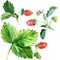 Wild strawberry with green leaves and red fruit, watercolor illustration