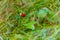 Wild strawberry growing in green forest macro