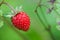 Wild strawberry hanging on stem on a meadow.