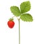 Wild strawberry macro