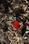 Wild strawberry among pine needles and ants in anthill