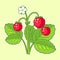 Wild strawberry plant