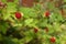 Wild Strawberry Plant in England