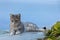 Wild stray Cat lying on a wall, Folegandros, Cyclades, Greece