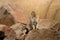 Wild stray cat among rocks