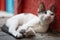 Wild street cat relaxing amongst litter leaning against a wall