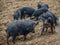 Wild striped curly pigs in the mountains and forests