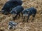 Wild striped curly pigs in the mountains and forests