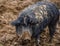 Wild striped curly pigs in the mountains and forests