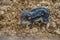 Wild striped curly pigs in the mountains and forests