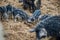 Wild striped curly pigs in the mountains and forests