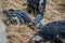 Wild striped curly pigs in the mountains and forests