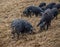 Wild striped curly pigs in the mountains and forests