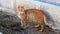 Wild Striped Orange-Colored Cat Looking Alert in Cyprus