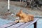 Wild Striped Orange-Colored Cat Yawning on a Bench in Cyprus