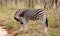 Wild striped zebra in national Kruger Park in South Africa