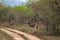 Wild striped zebra in national Kruger Park in South Africa