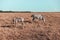 Wild striped zebras graze in the savannah on a sunny summer day. Amazing zebra in savanna