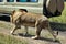 A wild, strong, beautiful and free lion calmly walks along the path in the savannah next to the car.