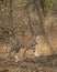 wild sub adult male bengal tiger panthera tigris walking head on territory stroll in summer season morning safari tour in dry