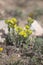 Wild succulent Sedum acre, commonly known as the goldmoss stonecrop in the summer in Cappadocia in Turkey.