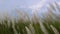 Wild Sugarcane in sunny cloudy sky, Kashful or Saccharum spontaneum flower swaying in the wind, White Saccharum spontaneum flower