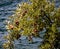 Wild, Summer, Mountain Apples Of Lake Arrowhead