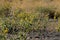 WILD SUN  FLOWERS ON THE LEWISTON HILL TOP