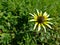 Wild Sunflower, Autumn and Bee in South Australia