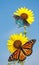 Wild sunflower with butterflies