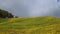 Wild Sunflower Fields