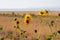 Wild Sunflower, Helianthus annuus in the fields of Antelope Island, Great Salt Lake, Utah, USA