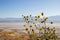 Wild Sunflower, Helianthus annuus in the fields of Antelope Island, Great Salt Lake, Utah, USA