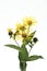 Wild sunflower (Inula helenium L.)