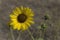 Wild sunflower on a sunny day