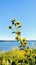 Wild sunflowers blooming on the shore of a lake