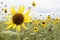 Wild Sunflowers in Colorado