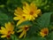 Wild sunflowers on fall sunny day.