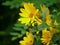 Wild sunflowers on fall sunny day.