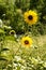 Wild sunflowers in a field central Colorado, USA