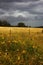 Wild sunflowers in storm