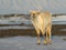 Wild Svalbard reindeer portrait