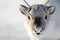 Wild Svalbard Reindeer, Rangifer tarandus platyrhynchus, portrait of a curios animal with small antlers in Svalbard