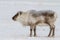 Wild Svalbard Reindeer, Rangifer tarandus platyrhynchus, standing in snow