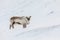 Wild Svalbard Reindeer, Rangifer tarandus platyrhynchus, standing in snow