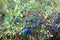 Wild swamp blueberry growing in wetland of Karelia