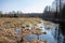 Wild swamp forest and field with last year`s old grass in early spring.