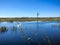 Wild swamp plants and the marsh