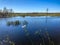 Wild swamp plants and the marsh